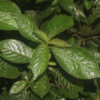 Strobilanthes crispa (L.) Blume